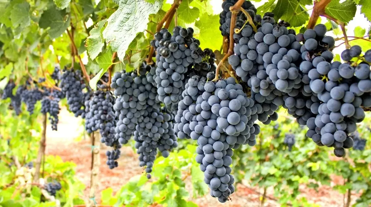 Areal: A Toscana Carioca da Serra