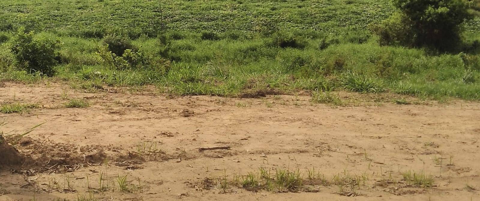 🌱 Oportunidade! Realize seu sonho de ter um terreno na roça      Terra excelente para horta, poço pequeno com água, riozinho passando ao fundo. Paz e natureza em Vassouras.