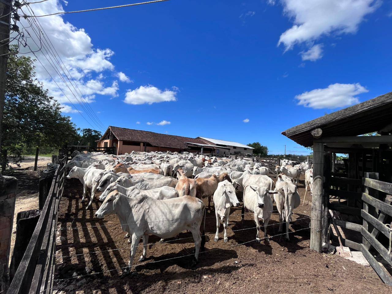 🌿 Fazenda com 52 alqueires, 9 reservatórios e 100 mil pés de eucalipto – venda na Região dos Lagos, RJ